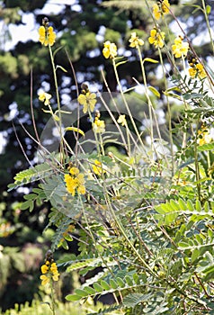 Beautiful flowers in the summer garden