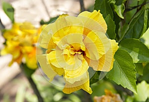 Beautiful flowers in the summer garden