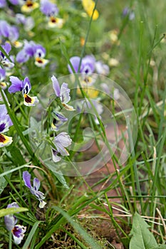 Beautiful flowers in the summer garden