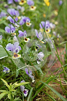 Beautiful flowers in the summer garden