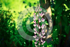 Beautiful flowers in the summer garden