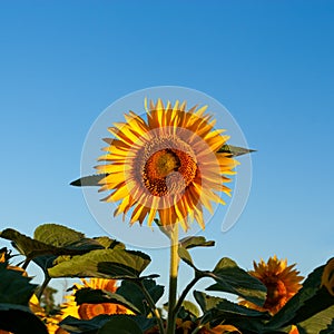 Beautiful flowers of sunflowers