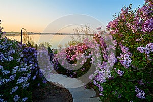 The beautiful flowers sunrise scenic