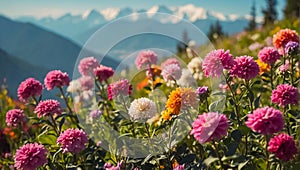 Beautiful flowers, sunshine in the background meadow colorful countryside sky