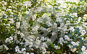 Beautiful flowers of Sweet mock-orange or English dogwood Philadelphus coronarius shrub.