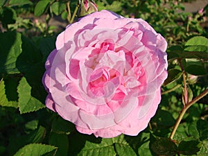 beautiful flowers of teahouse roses in a garden bed