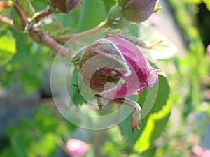 beautiful flowers of teahouse roses in garden bed
