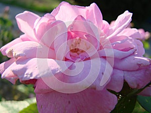 beautiful flowers of teahouse roses in a garden bed