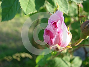 beautiful flowers of teahouse roses in garden bed