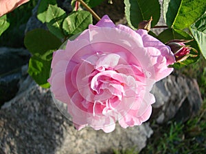 beautiful flowers of teahouse roses in a garden bed