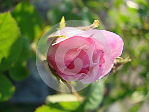 beautiful flowers of teahouse roses in garden bed