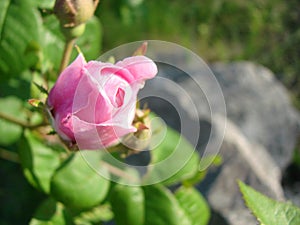 beautiful flowers of teahouse roses in garden bed