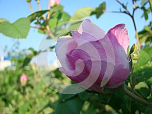 beautiful flowers of teahouse roses in garden bed