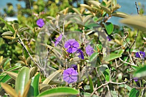 The beautiful flowers of Tibouchina granulosa in sunny day