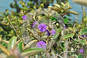 The beautiful flowers of Tibouchina granulosa in sunny day photo