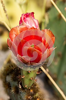 Beautiful flowers to give joy and a smile.