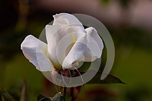 Beautiful flowers to give joy and a smile.