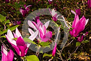 Beautiful flowers to give joy and a smile.