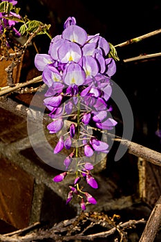 Beautiful flowers to give joy and a smile.