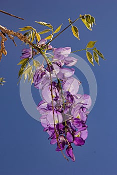 Beautiful flowers to give joy and a smile.