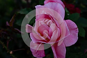 Beautiful flowers to give joy and a smile.