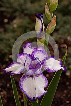 Beautiful flowers to give joy and a smile.