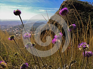 Beautiful flowers on top of a mountain in Belo Horizonte