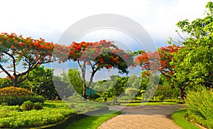 Beautiful flowers and tree forest landscaped in the public garden in the summer