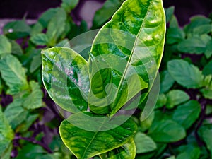 Beautiful Flowers tree ,green leaves, yellow leave, Green background Blure background