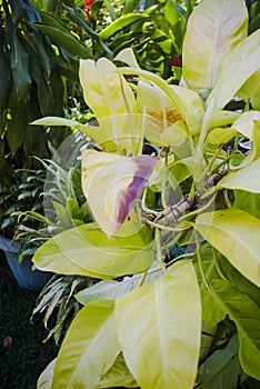 Beautiful Flowers of tropical climate on a sunny day