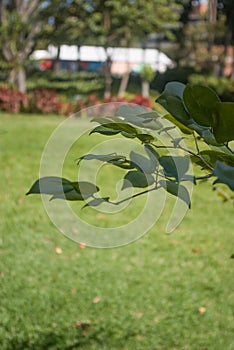 Beautiful Flowers of tropical climate on a sunny day