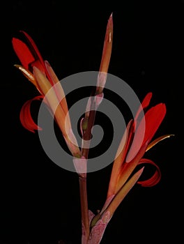 Beautiful flowers of the tropical plant Canna discolor