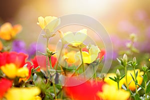 Beautiful flowers in various colours in early sunset