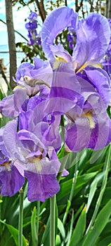 beautiful flowers veta irises