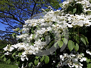 Beautiful flowers of Viburnum plicatum `Mariesii`, Wedding Cake Tree photo