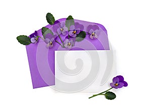 Beautiful flowers viola tricolor  pansy  in postal violet envelope and blank sheet with space for text on a white background.