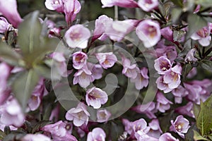 Beautiful flowers Weigela nana purpurea on blurry background. Amazing plant with pink flowers on the bush