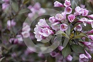 Beautiful flowers Weigela nana purpurea on blurry background. Amazing plant with pink flowers on the bush