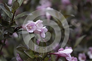 Beautiful flowers Weigela nana purpurea on blurry background. Amazing plant with pink flowers on the bush