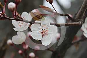 Beautiful flowers of white almond tree is the first tree that blooms photo