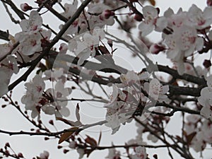 Beautiful flowers of white almond tree is the first tree that blooms photo