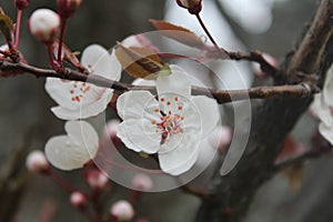 Beautiful flowers of white almond tree is the first tree that blooms