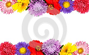 Beautiful flowers on white background. Nature concept