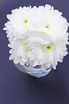 Beautiful flowers of white chrysanthemums