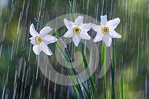 Beautiful flowers of white daffodils on a background of tracks of water drops