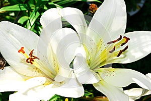 Beautiful flowers - white garden lily close up in summer in the garden