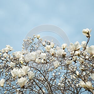 Beautiful flowers of white Magnolia kobus on the blue sky background