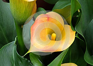 Beautiful flowers of yellow calla Captain Amigo photo