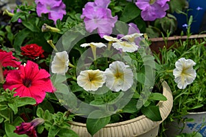 Beautiful flowers of yellow petunia in greenhouse.