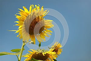 Beautiful flowers yellow sunflowers in summer.